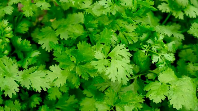 Greens grow in the garden. Selective focus.