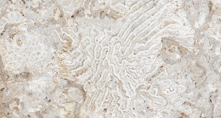 Shelly limestone background bhoto texture