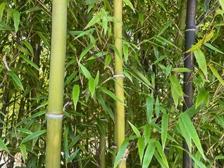 Fototapeta premium bamboo forest background
