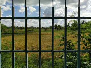 A green fence separates the house from the natural rice fields.