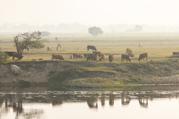 Animals grazing by the river