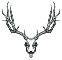 Vintage engraving isolated deer set illustration ink sketch. Northern reindeer background stag silhouette art. Black and white hand drawn image