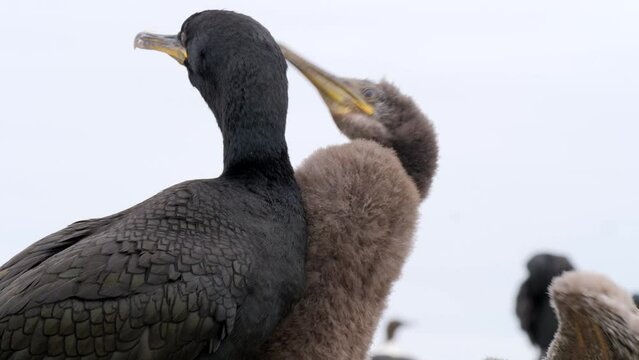 Kormoran (Phalacrocorax carbo) Brutkolonie