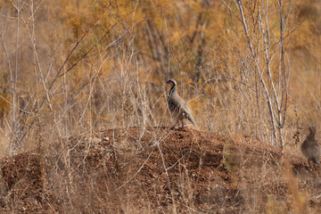 partridge birdh