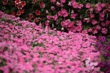 an Viola tricolor, the flower bed at garden