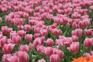 a Tulipa gesneriana, spring time at garden