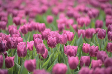 a Tulipa gesneriana, spring time at garden