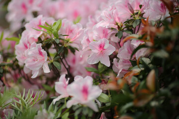 an Rhododendron, a spring time at garden