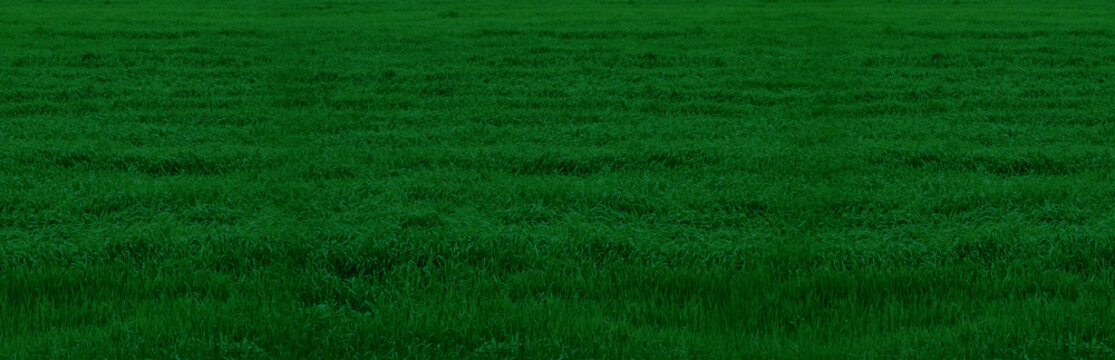 Banner with dark green grass. Texture of green grass.