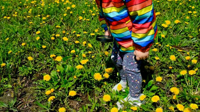 A child looks with a magnifying glass at dandelion flowers. Selective focus.