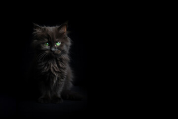 Black fluffy kitten with green eyes sitting on the dark background. Generative AI