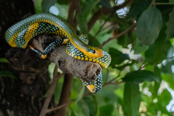 Rainbow tree snake, Royal tree snake, gonyosoma margaritatum native to borneo indonesia close up shot with natural bokeh background 