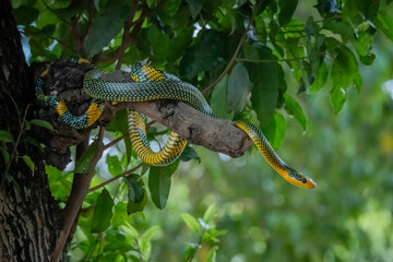 Rainbow tree snake, Royal tree snake, gonyosoma margaritatum native to borneo indonesia close up shot with natural bokeh background 