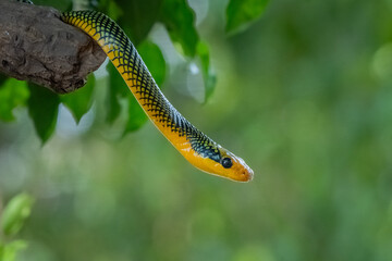 Rainbow tree snake, Royal tree snake, gonyosoma margaritatum native to borneo indonesia close up shot with natural bokeh background 