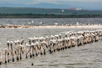 Pomorie, Black Sea, Bulgaria, Flock of birds rest on two lines old wooden poles stuck in the water