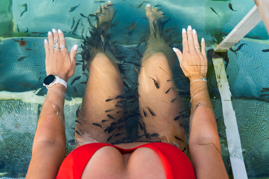 Garra rufa fish eat dead skin on the legs of a girl with large breasts in a swimsuit on Lake Vouliagmeni.