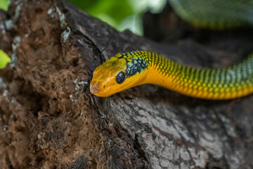 Rainbow tree snake, Royal tree snake, gonyosoma margaritatum native to borneo indonesia close up shot with natural bokeh background 