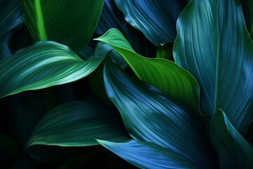Close-up detail macro texture bright blue green leave tropical forest plant spathiphyllum...