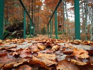 brown autumn leaves fallen on a metal bridge in autumn