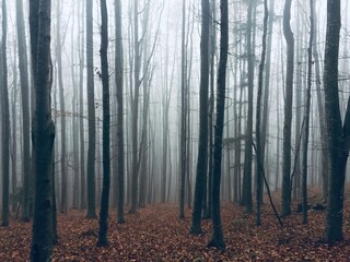 Naklejka premium Fog in a forest of bare trees