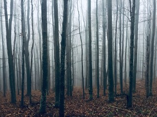 Fog in a forest of bare trees