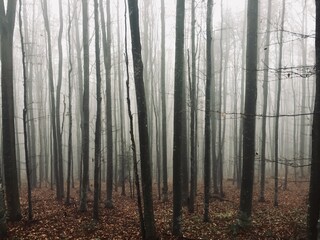 Fog in a forest of bare trees