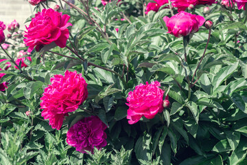 Flowers background. Beautiful neutral colors