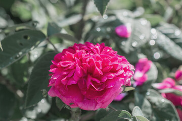 Flowers background. Beautiful neutral colors