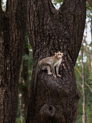 Baby Monkey on a Tree