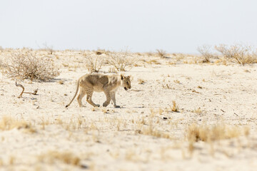 Side view of baby lion seen walking in a dry dusty area during a hot sunny afternoon, Etosha National Park, Namibia