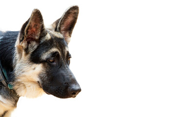 Portrait of an eastern european shepherd. isolated on a white background