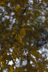 autumn yellow leaves in the forest