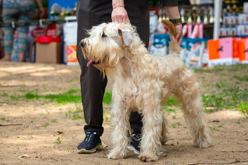 Irish Soft Coated Wheaten Terrier at a dog show
