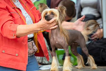 Chinese crested dog at a dog show