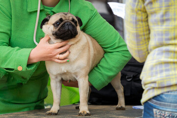 Funny pug at the dog show