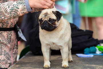 Funny pug at the dog show © Andrey
