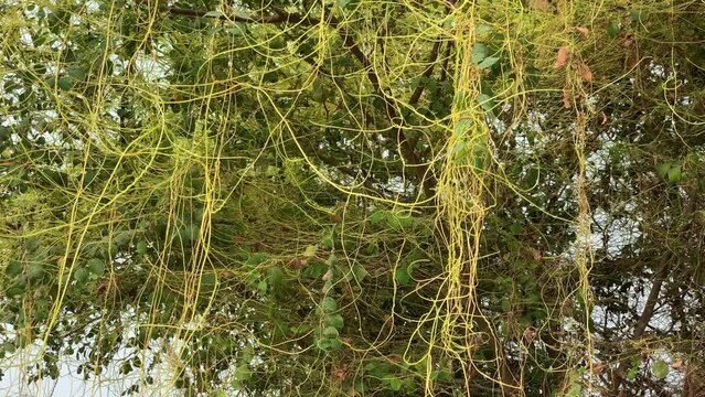 Cuscuta, Dodder, Parasitic plant. Creeper plant. Close up Dodder plant on the Tree (Scientific name Cuscuta chinensis Lam). Yellow filaments like golden egg yolk threads on top of the green plant. 