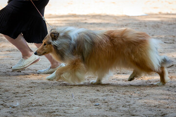 Shetland Sheepdog (Sheltie) at a dog show.