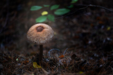 Fungo Assisi Eremo delle Carceri