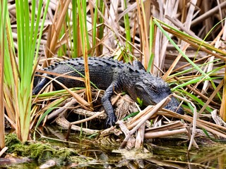alligator in the Florida swamp