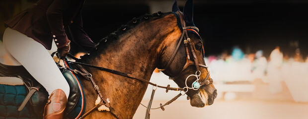 Portrait of a beautiful bay horse with a rider in the saddle, galloping at a dressage competition....