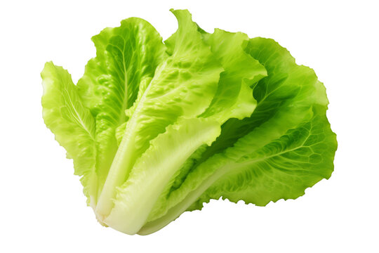 a Fresh lettuce on white transparent background