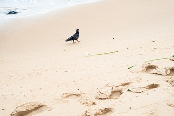 Pigeon walking on the beach sand looking for food.