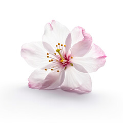 Macro Shot of  Pink Cherry Blossom Against  White Background
