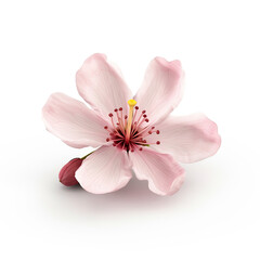 Macro Shot of  Pink Cherry Blossom Against  White Background