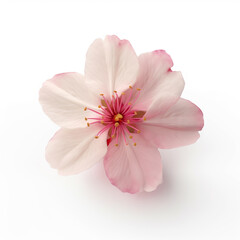 Fototapeta na wymiar Macro Shot of Pink Cherry Blossom Against White Background