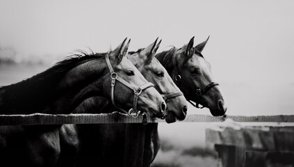 Portrait of three horses in profile standing in a paddock on a farm. Black and white photo....
