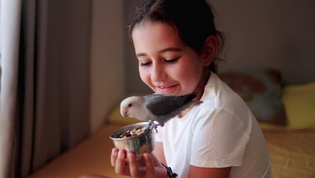 Little girl feeding pet parakeet bird at home. Animal owner, friendship and domestic life concept
