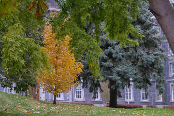 Naklejka premium Fall colors Autumn romantic picturesque landscape scenery in Montreal, Quebec Canada Indian Summer natural beauty glowing changing leaves residential houses hoods