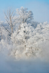 Enchanting Winter Wonderland: Frozen Trees Beneath the Blue Sky